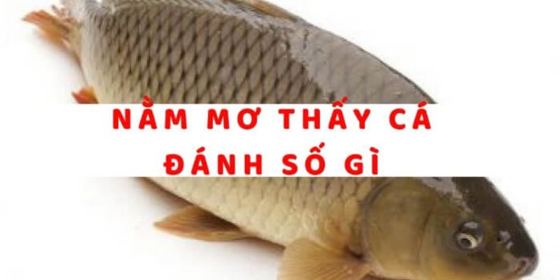 Con số bí ẩn đằng sau giấc chiêm bao gặp cá chép